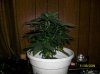 grow pictures 004.jpg