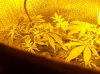 4 days flowering 001.jpg