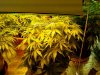 Blz bud, Strawberry haze, the church, rachel grow flowering 1 week.jpg