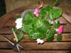 Sage and Impatiens 002.JPG