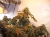 Chem Dog 91 015.jpg