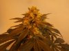 Chem Dog 91 022.jpg