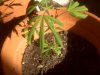 plant2.jpg