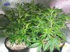 1 week & 1 day flowering 003 700x524.jpg