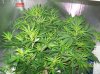 1 week & 1 day flowering 005 700x524.jpg