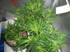 1 week & 1 day flowering 017 700x524.jpg