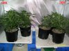 1 week & 1 day flowering both 700x524.jpg