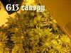 g13canopy.jpg