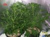 2 weeks  flowering 012 700x524.jpg