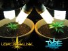 Ice_Skunk-01e.jpg