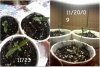 seedlings 1.JPG