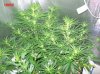 2 .5 weeks  flowering 002 700x524.jpg