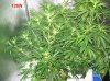 2 .5 weeks  flowering 007 700x524.jpg