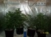 2 .5 weeks  flowering 073 700x524.jpg