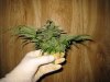 harvest bud.jpg