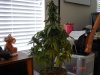 DSC02366.jpg