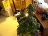 DSC02368.jpg