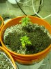 DSC00312.jpg