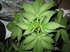 Blueberry 027.jpg