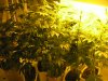 week one flowering 008.JPG