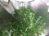 3weeks  flowering 013 700x524.jpg