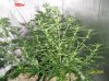 3weeks  flowering 014 700x524.jpg