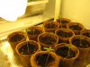 seedlings 002.jpg