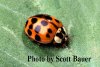 AsianLadyBeetle(1).jpg