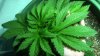 Roll it up 004.jpg