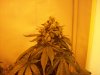 Chem Dog 91 006.jpg
