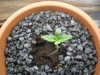 backyard growing.jpg