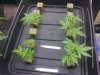 day 38 clones1.jpg