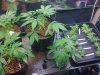 day 38 clones 1.jpg