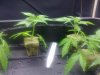 day 39 clones 3.jpg