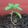2009-12-02_1746.png