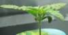 1st grow 004.jpg