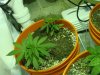 DSC00320.jpg