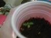 Grow day 4 #2.jpg