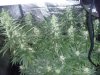 bigkuz68-albums-led-hps-grow-picture96931-dscn2076.jpg