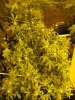 dumsper weed 3 from seed  week4 bloom 4 months old.JPG