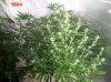 5 weeks flowering 025 630x472.jpg