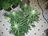 grow room and start of week 4 flowering 008.jpg