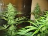 grow room and start of week 4 flowering 012.jpg