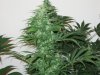 grow room and start of week 4 flowering 015.jpg