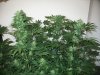 grow room and start of week 4 flowering 016.jpg