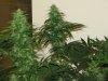 grow room and start of week 4 flowering 019.jpg
