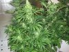 grow room and start of week 4 flowering 020.jpg