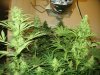 grow room and start of week 4 flowering 021.jpg