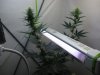 3weeks5daysflower 023.jpg