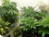 garden pic d.jpg